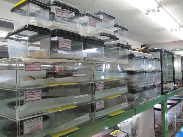 店内探訪~ヘビ編_b0174337_2193714.jpg