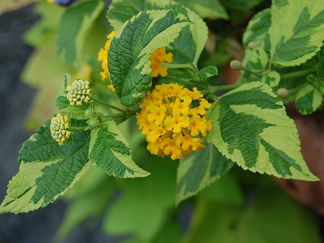 斑入り黄花ランタナ フイリキバナランタナ 今日の花 斑入り黄花ランタナ フイリキバナランタナ 今日の花