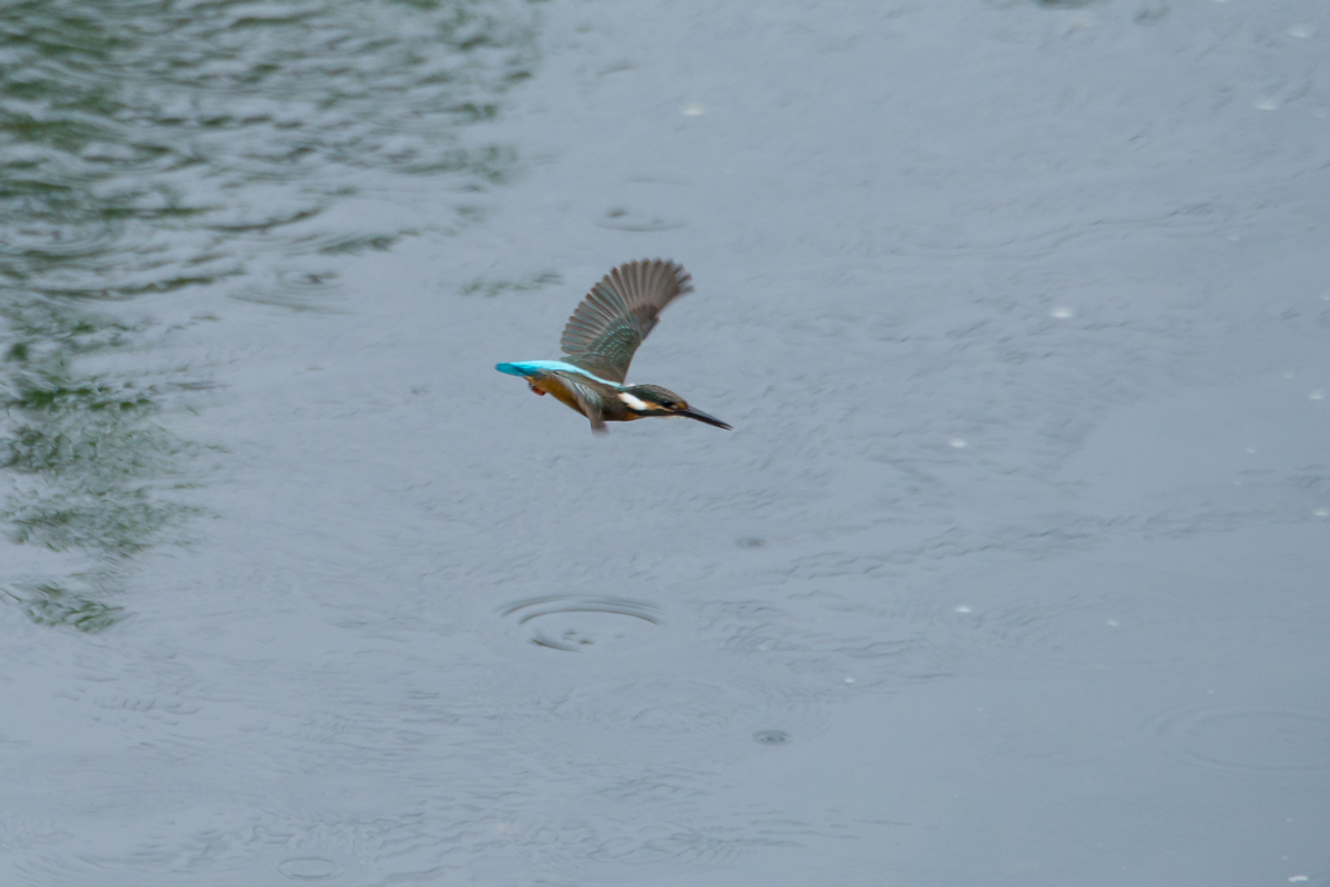 小雨の中でカワセミ撮影_d0292540_18132631.jpg