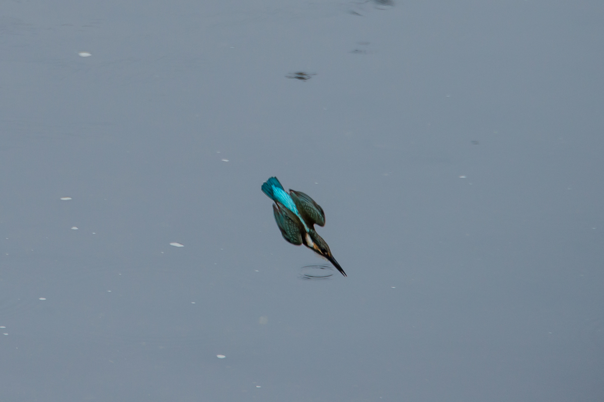 小雨の中でカワセミ撮影_d0292540_18132671.jpg