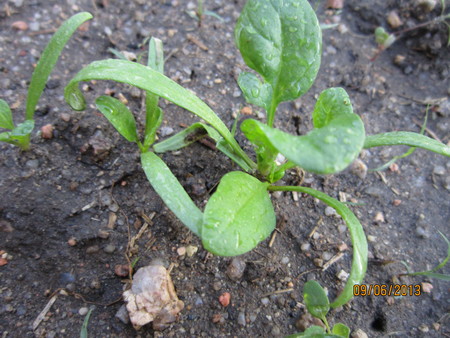 a0204348_2542741.jpg