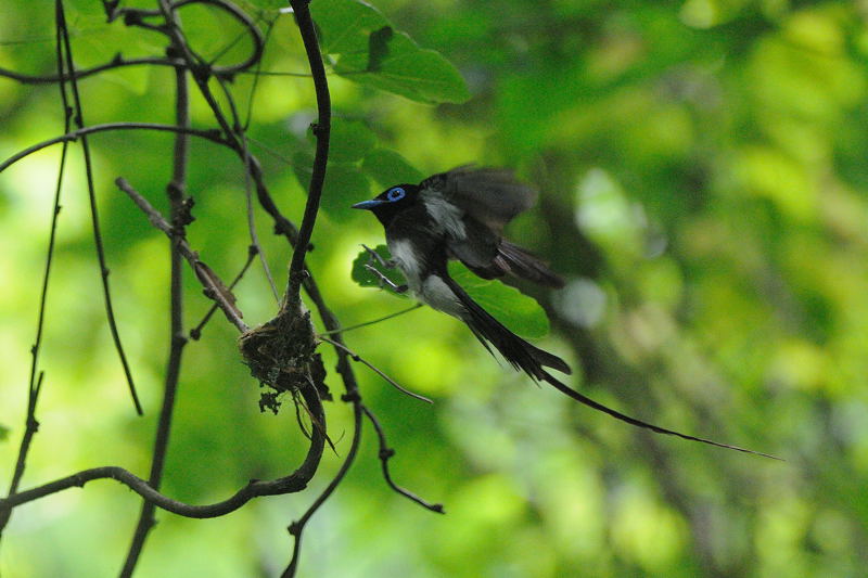 夏の湘南の野鳥（アオバト、サンコウチョウ、カワセミ）_d0099854_18151964.jpg