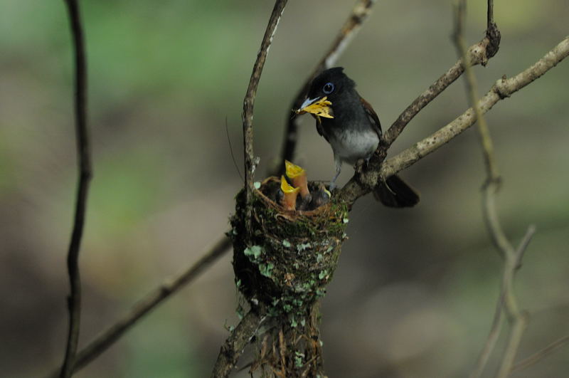 夏の湘南の野鳥（アオバト、サンコウチョウ、カワセミ）_d0099854_18154859.jpg