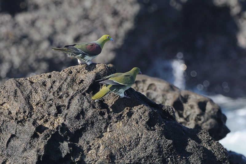 夏の湘南の野鳥（アオバト、サンコウチョウ、カワセミ）_d0099854_1842235.jpg