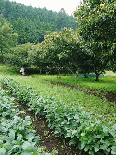 利平栗 栗の王様『利平栗』が、じっくりと順調に実っています!_a0254656_1744754.jpg