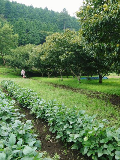 利平栗　栗の王様『利平栗』が、じっくりと順調に実っています！_a0254656_1744754.jpg