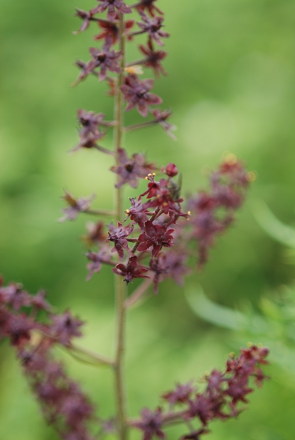 ９月８日　伊吹山の花たち（その二）_e0165462_1121783.jpg