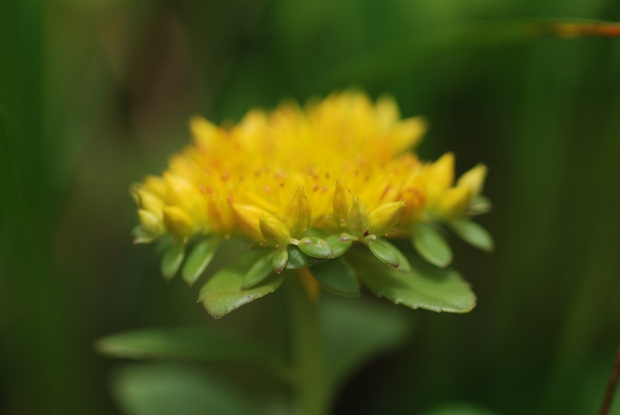 ９月８日　伊吹山の花たち（その二）_e0165462_191936.jpg