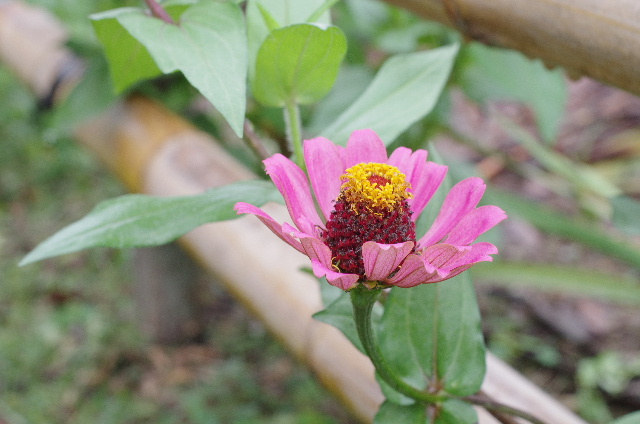 XR RIKENON 50mm F/1.7 朝顔  #photograf #japan #pentax _e0313888_13155986.jpg