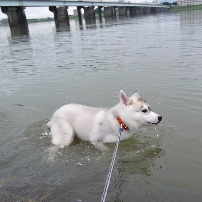 子犬　金メダルへの道_c0049299_1140329.jpg