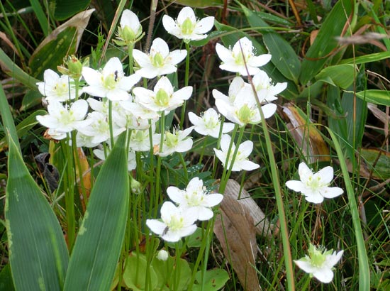 志賀高原の花（野菊など）_e0269400_14115528.jpg