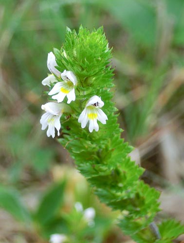 志賀高原の花（野菊など）_e0269400_1427286.jpg