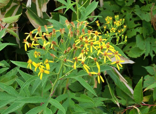 志賀高原の花（野菊など）_e0269400_14291194.jpg