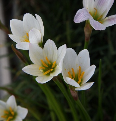 夏と秋の狭間で咲いてるお花たち～♪_a0123003_150409.jpg