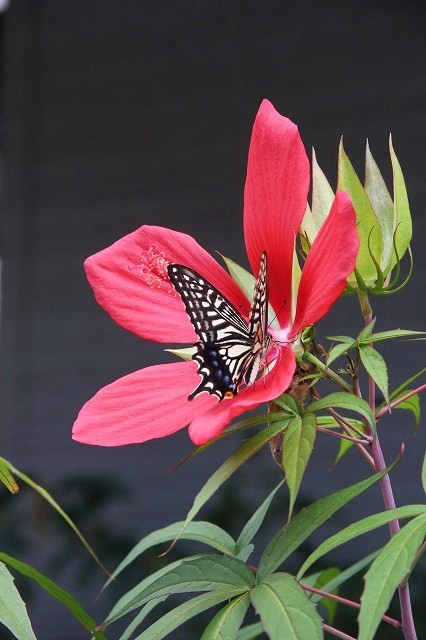 夏と秋の狭間で咲いてるお花たち～♪_a0123003_15183164.jpg