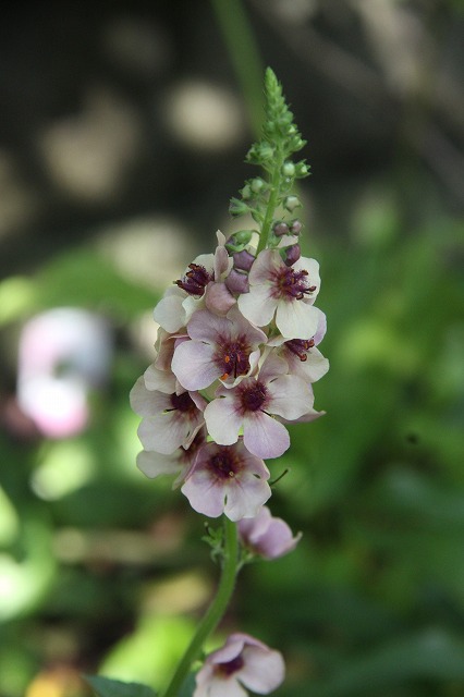 夏と秋の狭間で咲いてるお花たち～♪_a0123003_1535388.jpg