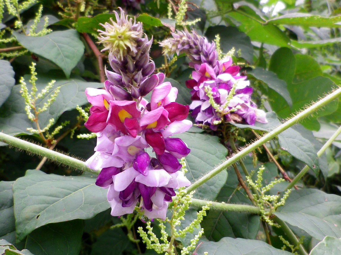 葛の花 椿壽菴だより