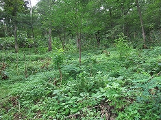 c0173813_2255212.jpg