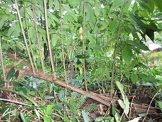 c0173813_2351447.jpg