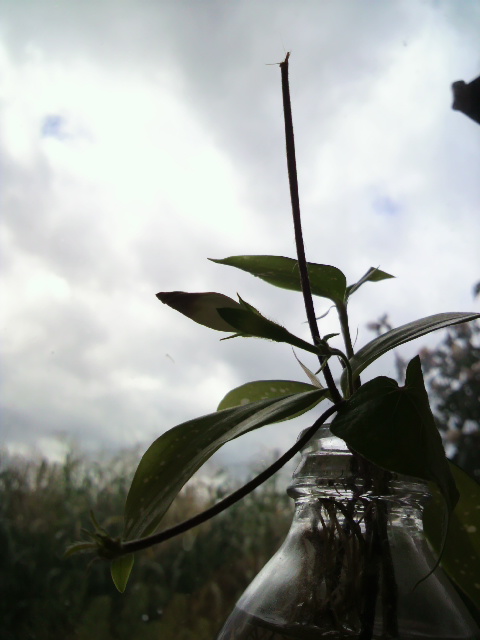 d0063516_1793365.jpg