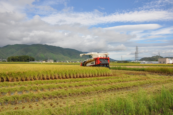 コシヒカリ収穫！_a0259132_2136249.jpg