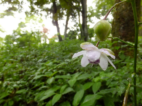 雨の蓮華升麻　〜８月25日(日)〜　その①_b0281732_20592841.jpg