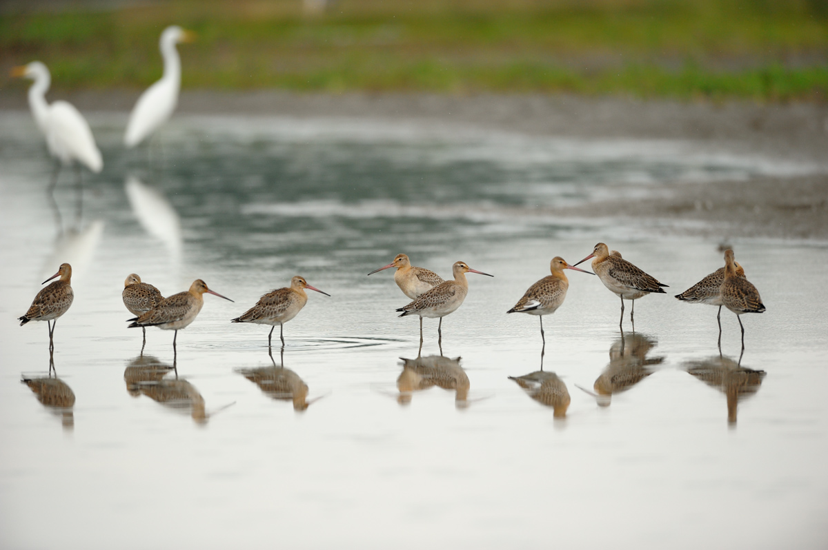 ２０１３年８月、９月の鳥たち_a0039245_2148639.jpg