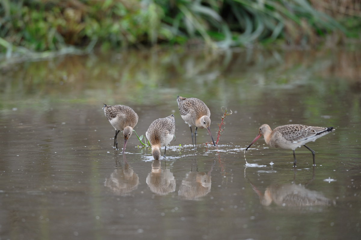 ２０１３年８月、９月の鳥たち_a0039245_21544150.jpg