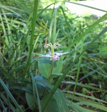 拝啓 森の花畑の守人様　十八_a0145747_1256834.jpg