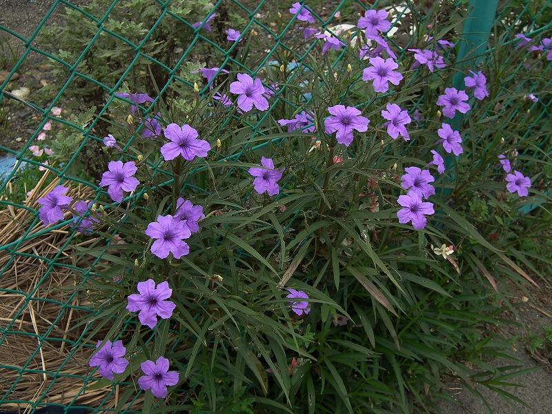 ヤナギバルイラソウ ヒヨドリジョウゴ ヤマノイモ雌花と実etc 花追い日記 ヤナギバルイラソウ ヒヨドリジョウゴ ヤマノイモ雌花と実etc 花追い日記
