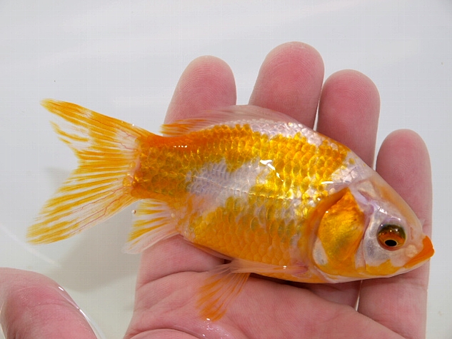 金魚 新入荷 大森町水族館