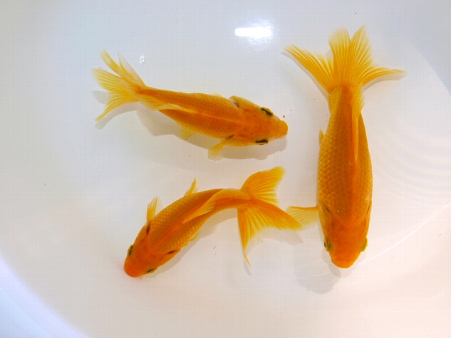 金魚 新入荷 大森町水族館