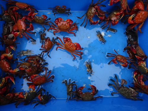 第7回「カニカニウォッチング」 in せんなん里海公園_c0108460_1144685.jpg