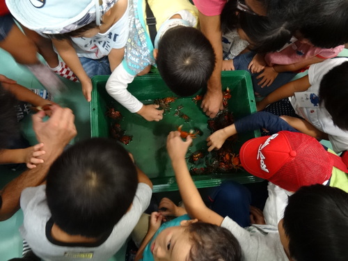 第7回「カニカニウォッチング」 in せんなん里海公園_c0108460_1252957.jpg