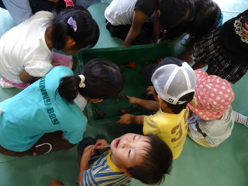 第7回「カニカニウォッチング」 in せんなん里海公園_c0108460_125544.jpg