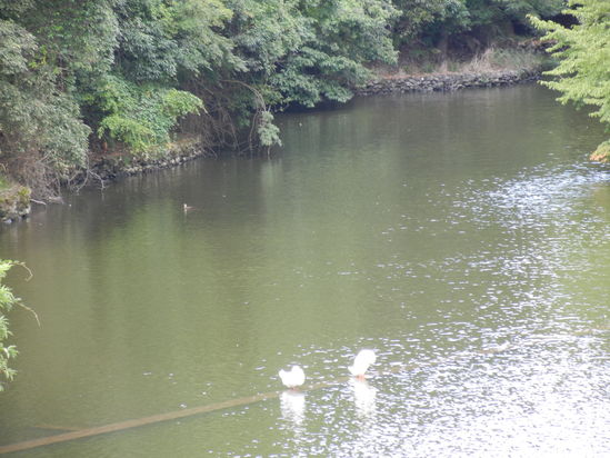 ’13,9,9(月)涼しくて、気持ちがいいYO!_f0060461_14134367.jpg
