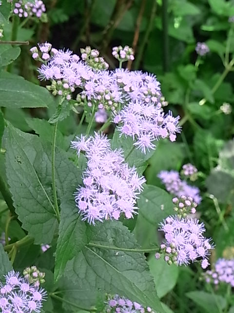 秋雨前線の中で咲く花たち_e0017562_19472046.jpg