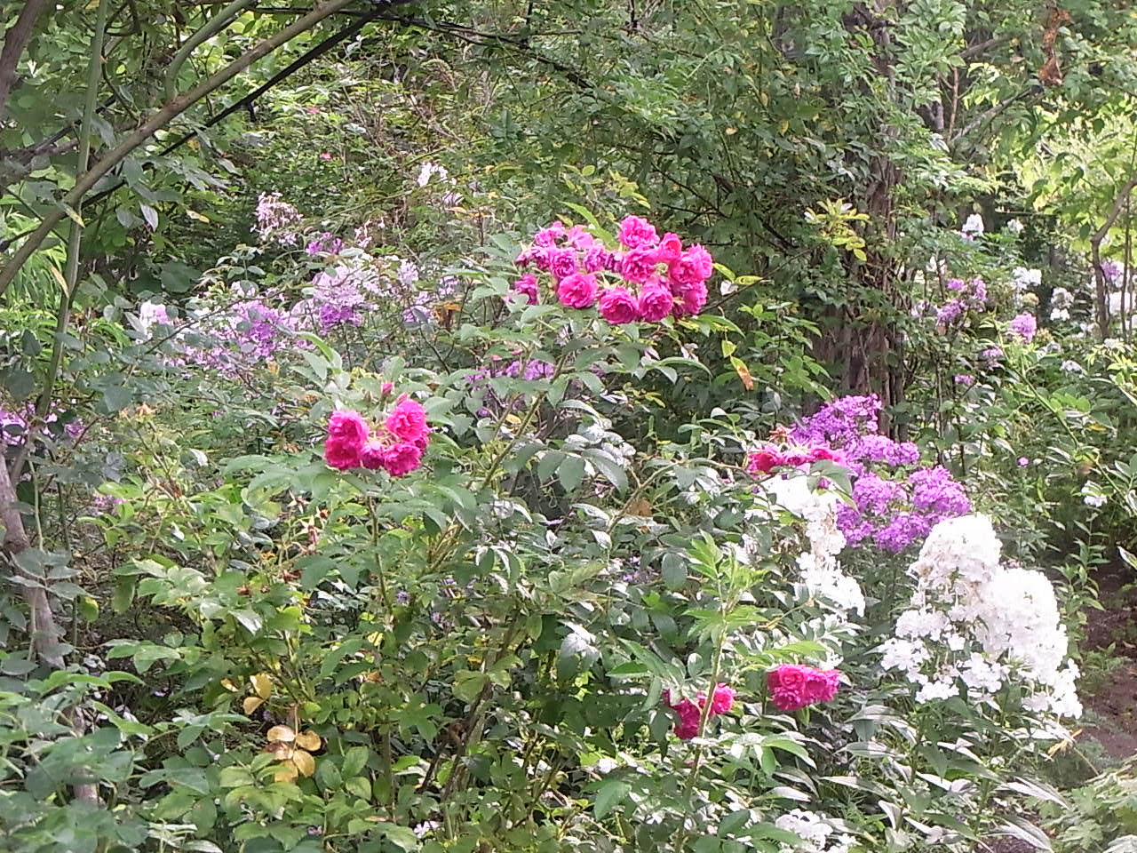 秋雨前線の中で咲く花たち_e0017562_2011287.jpg