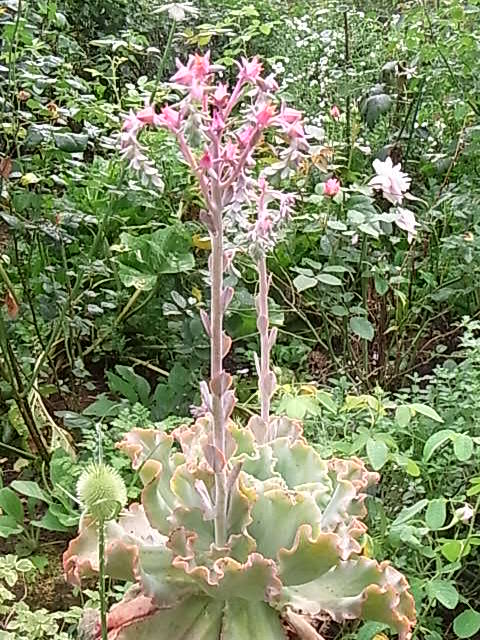 秋雨前線の中で咲く花たち_e0017562_2095526.jpg