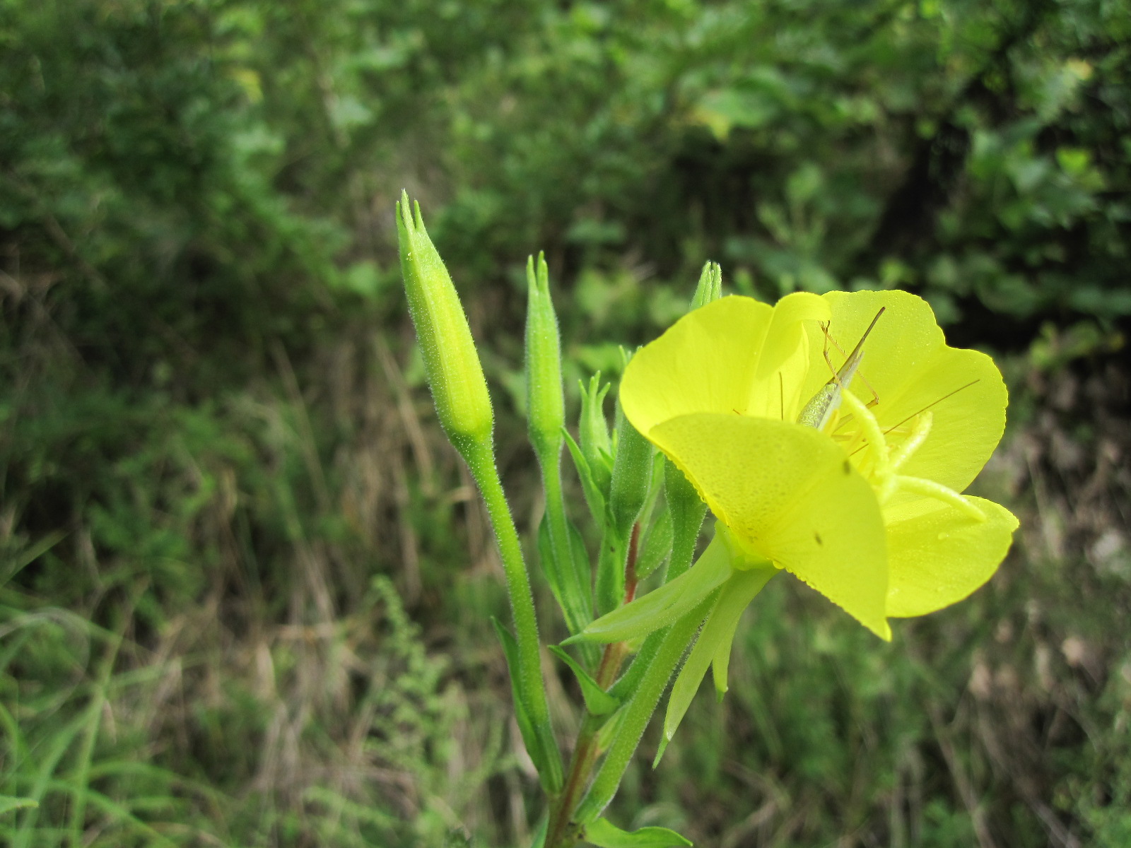 紫陽花の残り花_f0085369_10242171.jpg