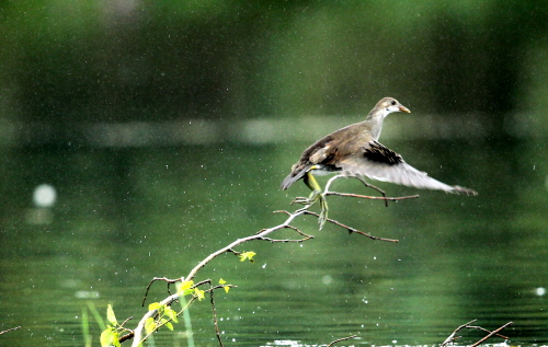 バン幼鳥の飛翔・採食・水浴び_d0262476_5393983.jpg