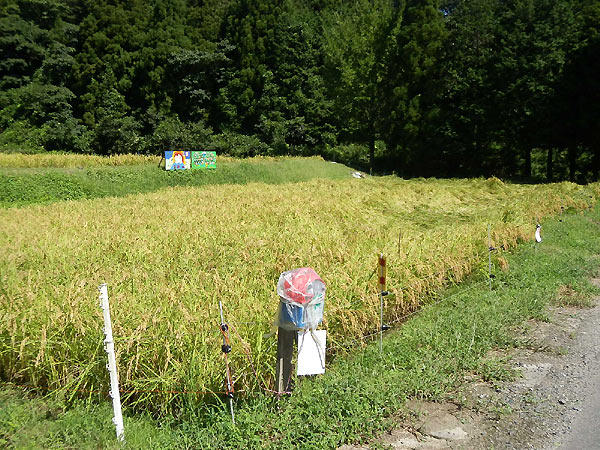 9月9日の田んぼ(月光原小・西根小)_d0247484_13554165.jpg