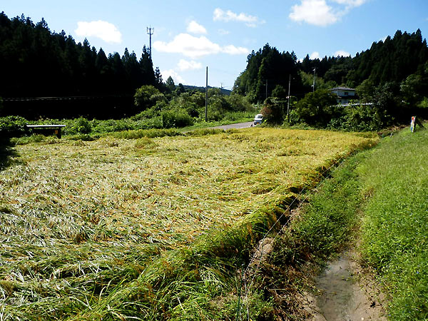 ９月９日の田んぼ（月光原小・西根小）_d0247484_14142498.jpg