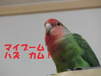a0292989_23535216.jpg