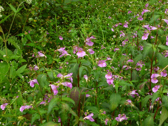 f0219710_1262596.jpg