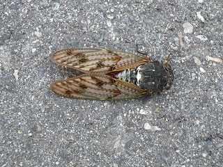 c0189218_1619329.jpg
