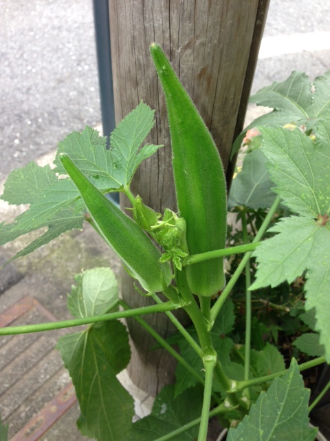 野菜たち・・・。_d0286718_12494323.jpg