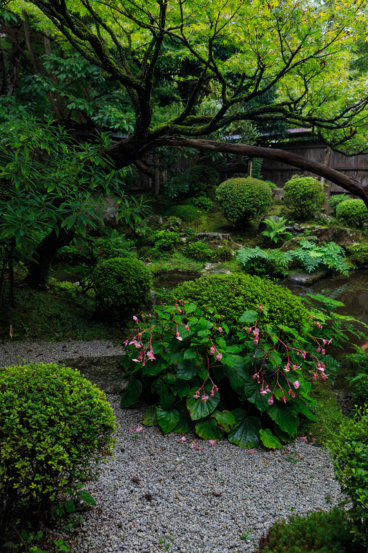 宝泉院・初秋_f0155048_2147228.jpg