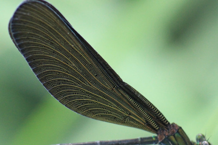 ハグロトンボ 綺麗な羽 ゆうのすけ写真館