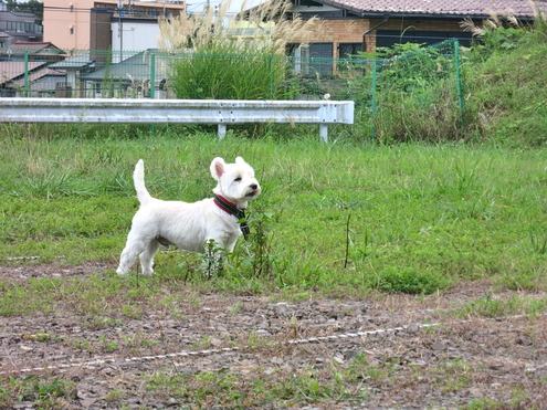 大人になったね_c0260460_21273382.jpg